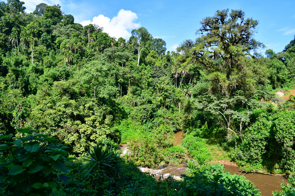 Wild Coffee Forest (Bonga)